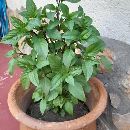 Lilo's Lejlighed Livadi (Astypalaia)