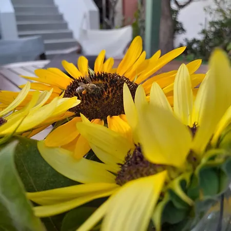 Lejlighed Lilo's Livadi (Astypalaia)