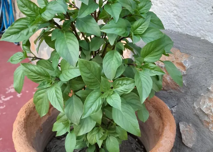 Lilo's شقة ليفاذيا أستيبالياس