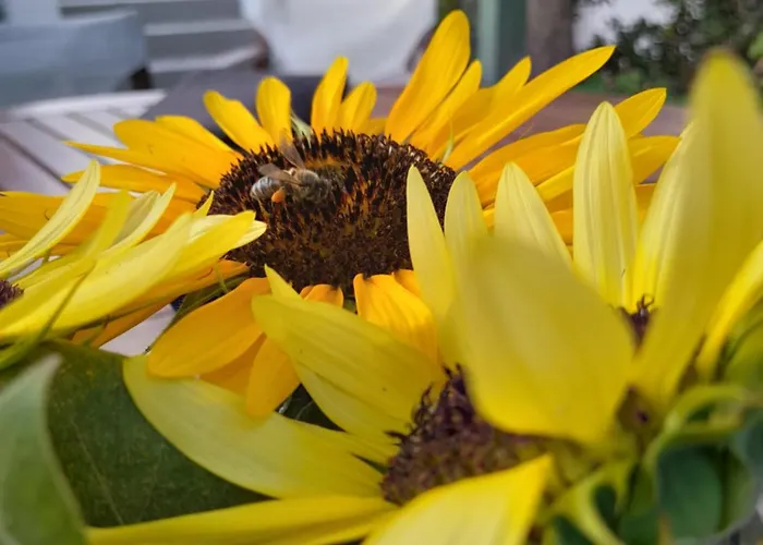 公寓 Lilo's Livadi (Astypalaia)